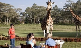 Ăn tối cùng hươu cao cổ ở Nairobi