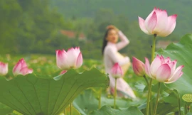 Hoa sen được nhiều đề cử nhất là Quốc hoa Ảnh: TM