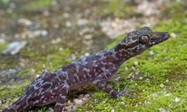 Phát hiện loài tắc kè hiếm gặp ở Việt Nam