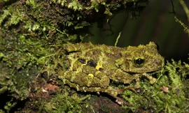 Nhiều động, thực vật độc đáo mới được phát hiện ở Việt Nam