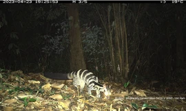 Việt Nam sẽ xây dựng mạng lưới quan trắc về đa dạng sinh học