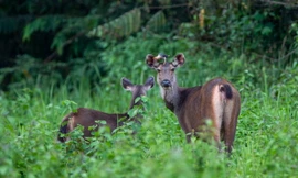 Phát động chiến dịch ngừng ăn thịt thú rừng