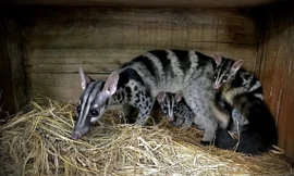 Sinh sản được 10 cá thể cầy vằn cực kỳ quý hiếm