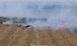 Hà Nội hỗ trợ vài chục tỷ bảo vệ môi trường trong sản xuất nông nghiệp