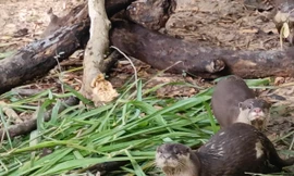 Tái thả 14 động vật quý hiếm về rừng