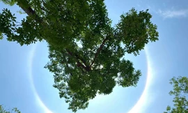 Quầng Mặt Trời xuất hiện ở một số tỉnh: Có thể báo hiệu nắng nóng kéo dài