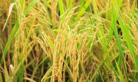 Thúc đẩy nông nghiệp bền vững bằng công nghệ trí tuệ nhân tạo