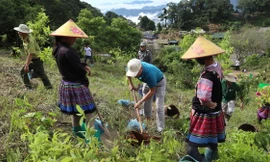 Trồng 18.000 cây 'vá rừng' Hoà Bình