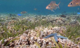 Giá trị khổng lồ từ hệ sinh thái thảm cỏ biển Việt Nam