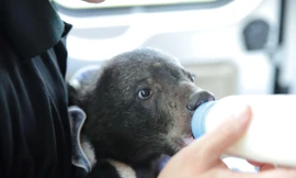 Phát hiện cá thể gấu con 5kg tại vườn rau hộ gia đình ở Điện Biên