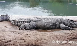 Loài động vật từng là ‘chúa tể một vùng’, nay gần như biến mất