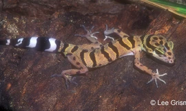 Những loài thằn lằn cực kỳ quý hiếm ở Việt Nam