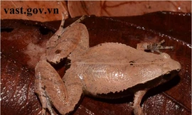 Loài nhái bầu mới được phát hiện tại Ninh Thuận, Việt Nam. Ảnh: Vast.gov.vn