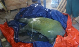 Bảo quản, phân tích mẫu vật cá thể rùa Hoàn Kiếm quý hiếm vừa qua đời