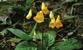 Phát hiện nhiều loài động, thực vật mới ở Việt Nam