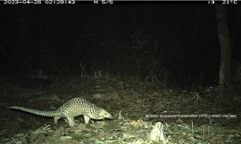 Tìm thấy loài thú quý hiếm, cực kỳ nguy cấp trong rừng sâu Quảng Nam