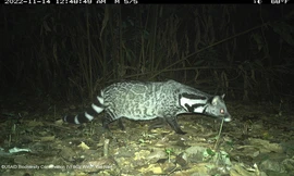 Lộ diện những loài vật bí ẩn trong rừng sâu Việt Nam