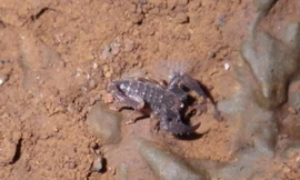 Loài bọ cạp núi lửa đầu tiên trên thế giới được ghi nhận tại Tây Nguyên.