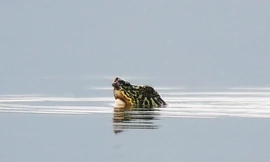 Dốc sức tìm thêm rùa Hoàn Kiếm ở hồ Đồng Mô