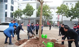 Hà Nội: Phát động mỗi giáo viên, học sinh trồng 1 cây xanh