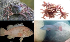 Phát hiện nhiều loài quý hiếm ở vùng biển từng xảy ra sự cố Formosa