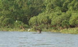 UNESCO đề nghị Việt Nam cung cấp thông tin về thu hẹp Khu bảo tồn Tiền Hải