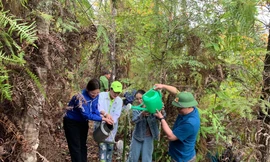 Trồng một triệu cây tre, hướng tới sinh kế bền vững cho đồng bào vùng cao