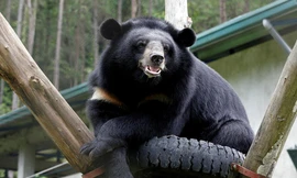 Loài gấu ngựa được bảo vệ cao nhất theo quy định của pháp luật Việt Nam.