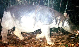 5 loài động vật đã biến mất trong tự nhiên tại Việt Nam