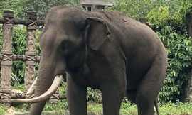 Hơn 80% số lượng Voi đã biến mất ở Việt Nam