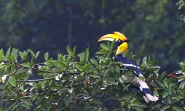 Công bố những loài chim rực rỡ, nguy cấp ở Việt Nam