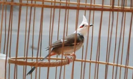 Bắt được chim chào mào 'nữ hoàng' đặc biệt quý hiếm