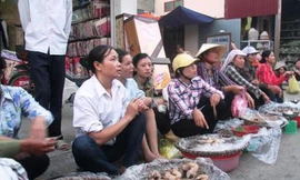 Một ngày đi săn chuột thịt ở Tú Đôi