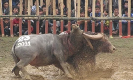 Những cuộc đọ sừng nảy lửa trên sới chọi