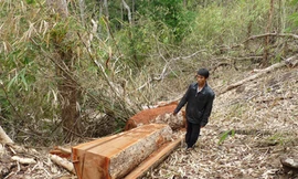 Các chủ rừng “đùn đẩy” lỗi