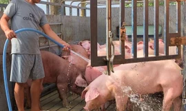 Bình Phước xuất hiện 6 ổ dịch, Chủ tịch tỉnh ra công văn hỏa tốc 