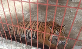 Vụ hổ cắn lìa tay người: Hổ nguồn gốc bất minh, người nuôi không có ý bảo tồn