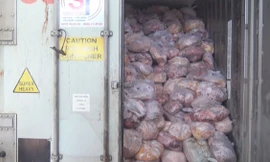 Phát hiện hàng chục tấn thịt heo thối trên 3 thùng container