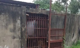 Vụ hổ ăn đứt 2 tay: Chuồng hổ sơ sài, chủ từng bị án tù vì nấu cao hổ