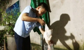 Gần 3 tạ thịt gà không rõ nguồn gốc đang được đóng gói, dán tem nhãn