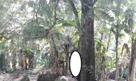 Phát hiện người đàn ông treo lơ lửng trên cây me