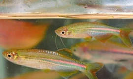 Phát hiện 12 loài cá nước ngọt mới ở Việt Nam