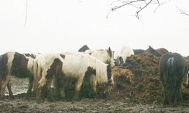 250 ngựa hoang đói ăn 'đại náo' một thị trấn