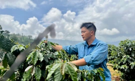 Chuyện về đoàn viên vượt khó, làm kinh tế từ cà phê trên núi đồi Tây Bắc