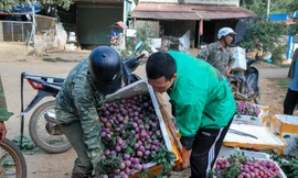 Mận vừa vào mùa đã 'vấp' cảnh rớt giá thê thảm