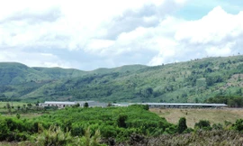 Dự án nuôi bò của Cty Sao Đỏ đạt hiệu quả thấp, dân khiếu kiện kéo dài