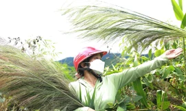 Người dân Đắk Lắk hái 'lộc trời' trên đỉnh Chư Yang Sin