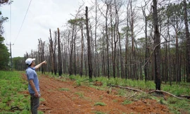 Rừng thông dọc quốc lộ 14, đoạn qua huyện Đắk Song bị đầu độc chết hàng loạt