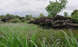 Vụ hơn 1.000m3 gỗ công sản mục nát ở Đắk Lắk: Ủy ban Kiểm tra vào cuộc