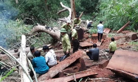 Hiện trường vụ khai thác lâm sản trái phép tại Vườn Quốc gia Yok Đôn (ảnh: Công an huyện Buôn Đôn)